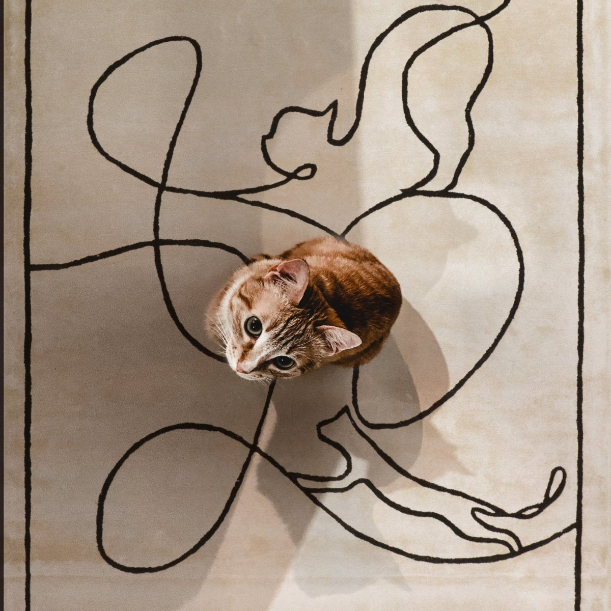 Cats Ivory